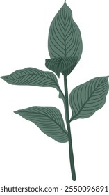 Desenhado à Mão de Canna Lily deixa a ilustração da árvore