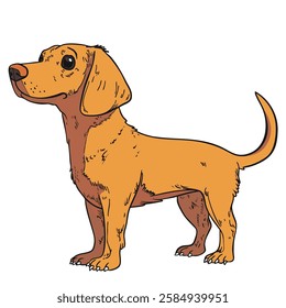 Hand-drawn cartoon illustration of a dachshund with a curious expression, long body, and floppy ears, created in a vintage comic style.