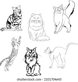 Hand-drawn cats. Vector linear illustration of ink cats. Set of purebred cats. Line art