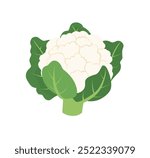 Hand-Drawn Cauliflower Illustrations: Half and Whole Cauliflower with Green Leaves. Fresh, White, Isolated on White Background. A Collection of Cauliflower Graphics.