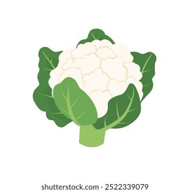 Hand-Drawn Cauliflower Illustrations: Half and Whole Cauliflower with Green Leaves. Fresh, White, Isolated on White Background. A Collection of Cauliflower Graphics.