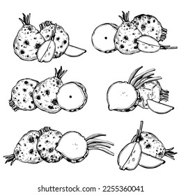 Handgezeichnetes Celeriac (Apium graveolens), auch als Sellerwurzel, Knochensellerie und Sellerie mit Rübsen bezeichnet. Vektorgrafik-Illustration.