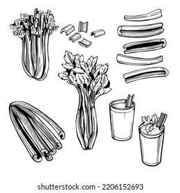 Hand-drawn  celery set.  Vector sketch  illustration.