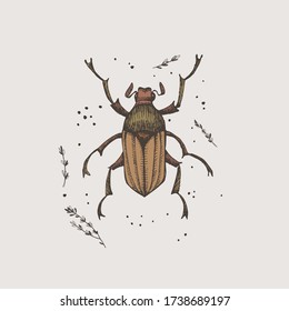 Hand-drawn chafer beetle on a light isolated background. Insect vector illustration in vintage style. Design element for zoological composition, poster, cover, brochure.