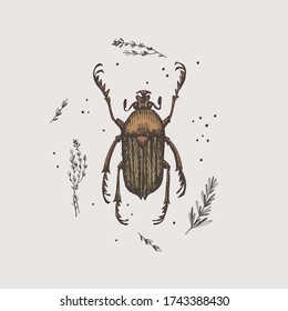 Hand-drawn chafer beetle on a light isolated background. Insect vector illustration in vintage style. Design element for zoological composition, poster, cover, brochure.