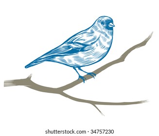 Hand-drawn chaffinch. Vector illustration.