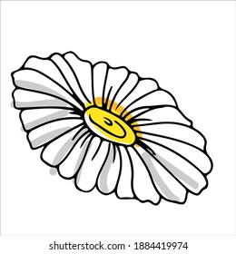 hand-drawn chamomile flower in doodle style. yellow and gray. natural bee honey. Vector illustration isolated on white background.