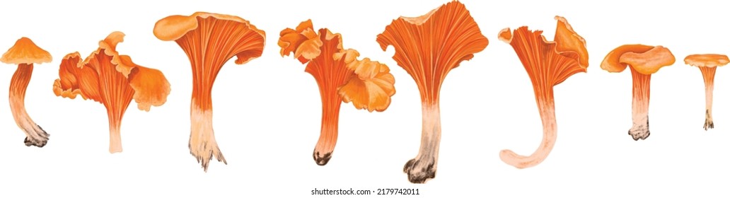 Hand-drawn chanterelle mushroom. Isolated sketch on white background. Vector illustration. Isolated mushrooms. Orange mushrooms illustration.