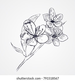 hand-drawn cherry blossom
