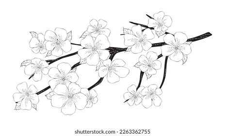 Hand-drawn cherry blossom branch. Isolated design element on white background. Drawing black and white sketch. Vector image. 