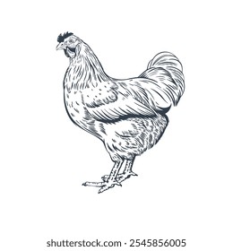 Frango puxado à mão. Pássaro da fazenda. Ilustração vetorial em estilo de linha
