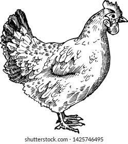 Hand-drawn chicken, hen. Poultry, broiler, farm animal. Vintage sketch vector illustration