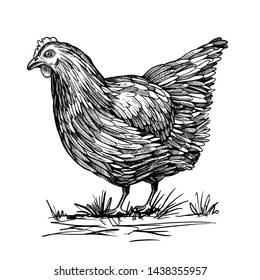 
Hand-drawn chicken, chicken. Poultry farm, farm, pet, breeding chickens. Vector illustration of a bird.