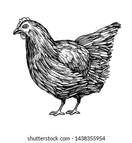 

Hand-drawn chicken, vector, breeding poultry, chicken products, chicken legs, eggs.