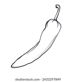 hand-drawn chili pepper vector illustration