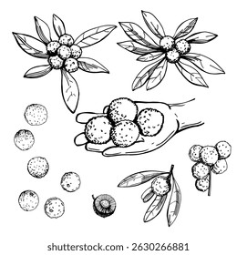 Hand-drawn  Chinese bayberry tree (Myrica rubra, Chinese Strawberry, Japanese Bayberry , Mýrica rúbra).  Vector sketch illustration