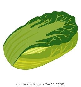 hand-drawn Chinese cabbage vector, health food illustration, probiotic-rich vegetable