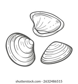 Amêijoas desenhadas à mão e Ostras Ilustração