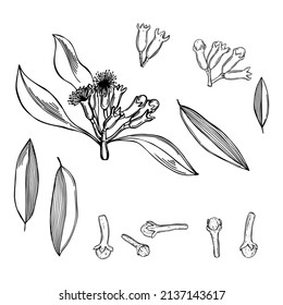 Hand-drawn clove. The pods and flowers. Vector sketch  illustration.