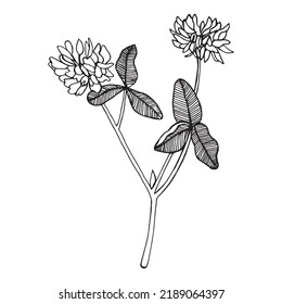 Hand-drawn Clover set. Black on white. Decoration flower elements. Vector illustration
