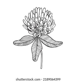 Hand-drawn Clover set. Black on white. Decoration flower elements. Vector illustration