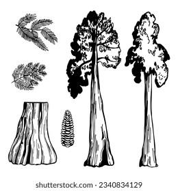 Handgezeichnetes Küstenstaubholz (Sequoia sempervirens). Vektorgrafik-Illustration.