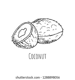 Hand-drawn coconut. Vector cartoon illustration. Isolated object on a white background. Hand-drawn style.