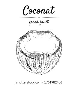 Hand-drawn coconut vector illustration in retro style. Suitable for menus, healthy food, tropical decor.