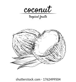 Hand-drawn coconut vector illustration in retro style. Suitable for menus, healthy food, tropical decor.