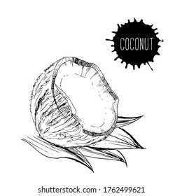 Hand-drawn coconut vector illustration in retro style. Suitable for menus, healthy food, tropical decor.