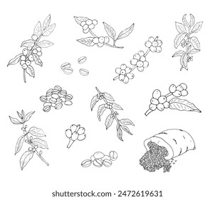  Hand-drawn coffee branches with leaves, beans, and beans in a bag. Vector botanical elements set. Coffee plant. Branch with coffee beans.