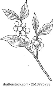 Hand-drawn coffee plant sketch featuring detailed leaves and berries, ideal for botanical designs or coffee-related themes.