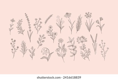Hand-Drawn Collection of Flowers and Plants