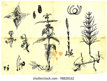 Hand-drawn collection. (Not just as a spring theme) - medicinal herbs and wild flowers meadows. Part 2