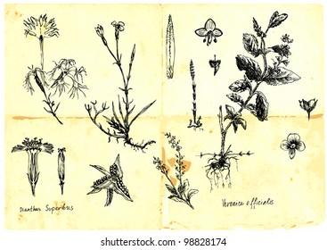 Hand-drawn collection. (Not just as a spring theme) - medicinal herbs and wild flowers meadows. Part 1
