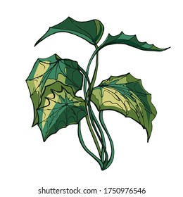 Hand-drawn color heichera. vector illustration