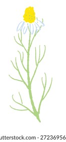 Ilustrações coloridas de camomila desenhadas à mão (molduras, coroas, padrões, etc.)