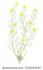 Ilustrações coloridas de camomila desenhadas à mão (molduras, coroas, padrões, etc.)