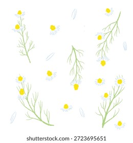Ilustrações coloridas de camomila desenhadas à mão (molduras, coroas, padrões, etc.)