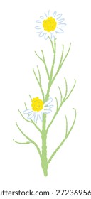 Ilustrações coloridas de camomila desenhadas à mão (molduras, coroas, padrões, etc.)