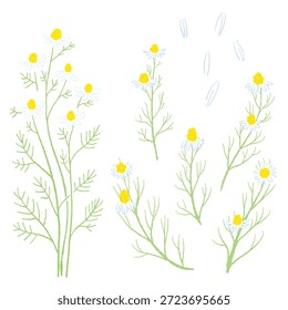 Hand-drawn color illustrations of chamomile (frames, wreaths, patterns, etc.)