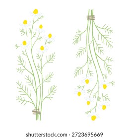 Ilustrações coloridas de camomila desenhadas à mão (molduras, coroas, padrões, etc.)