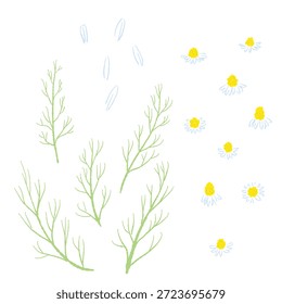 Ilustrações coloridas de camomila desenhadas à mão (molduras, coroas, padrões, etc.)