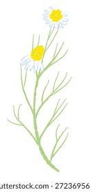 Ilustrações coloridas de camomila desenhadas à mão (molduras, coroas, padrões, etc.)
