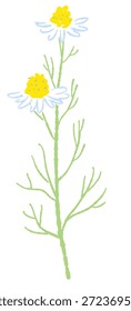 Ilustrações coloridas de camomila desenhadas à mão (molduras, coroas, padrões, etc.)