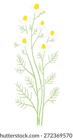 Ilustrações coloridas de camomila desenhadas à mão (molduras, coroas, padrões, etc.)