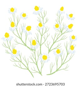 Ilustrações coloridas de camomila desenhadas à mão (molduras, coroas, padrões, etc.)