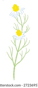 Ilustrações coloridas de camomila desenhadas à mão (molduras, coroas, padrões, etc.)