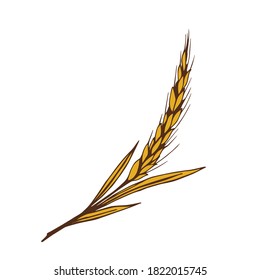 Hand-drawn color vector illustration. Golden spike of wheat, cereal. For seasonal design, harvest, flour products, bread, baked goods, labels, stickers. Nature, agricultural plants.
