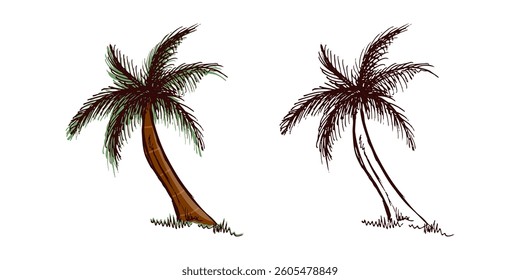 Hand-drawn colored and monochrome tropical palm tree with green leaves and brown trunk for beach travel design in vintage engraved style